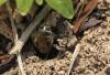 Lasioglossum sp.